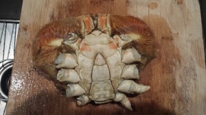 crab2