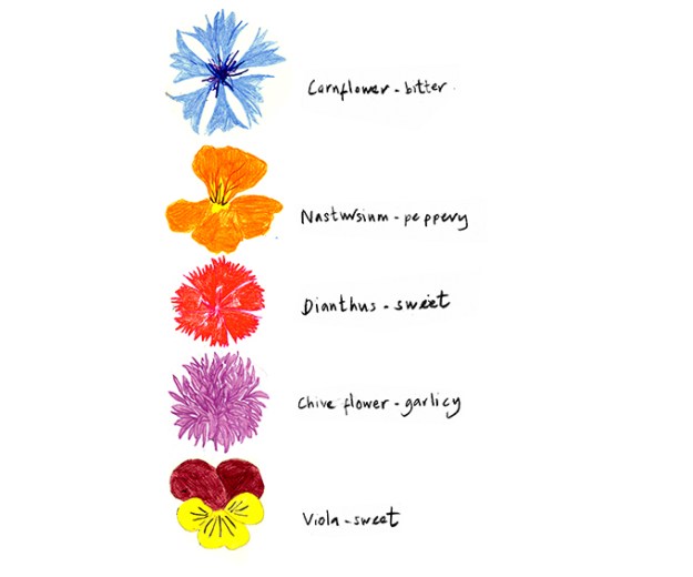 Edible-Flowers