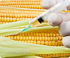 gmo corn