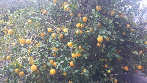 Pasta with Fried Lemon15