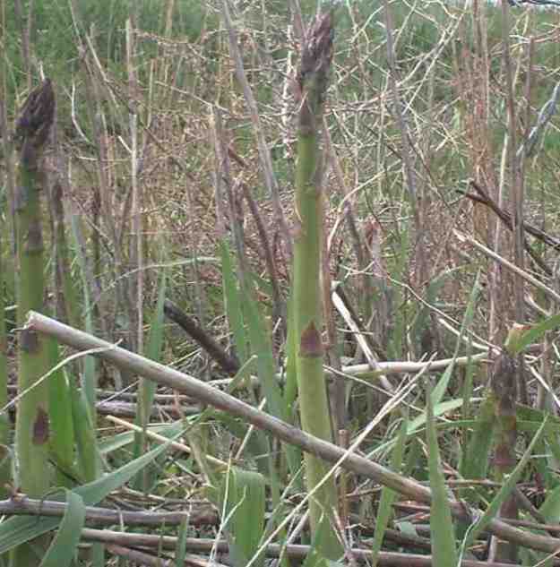 asparagus