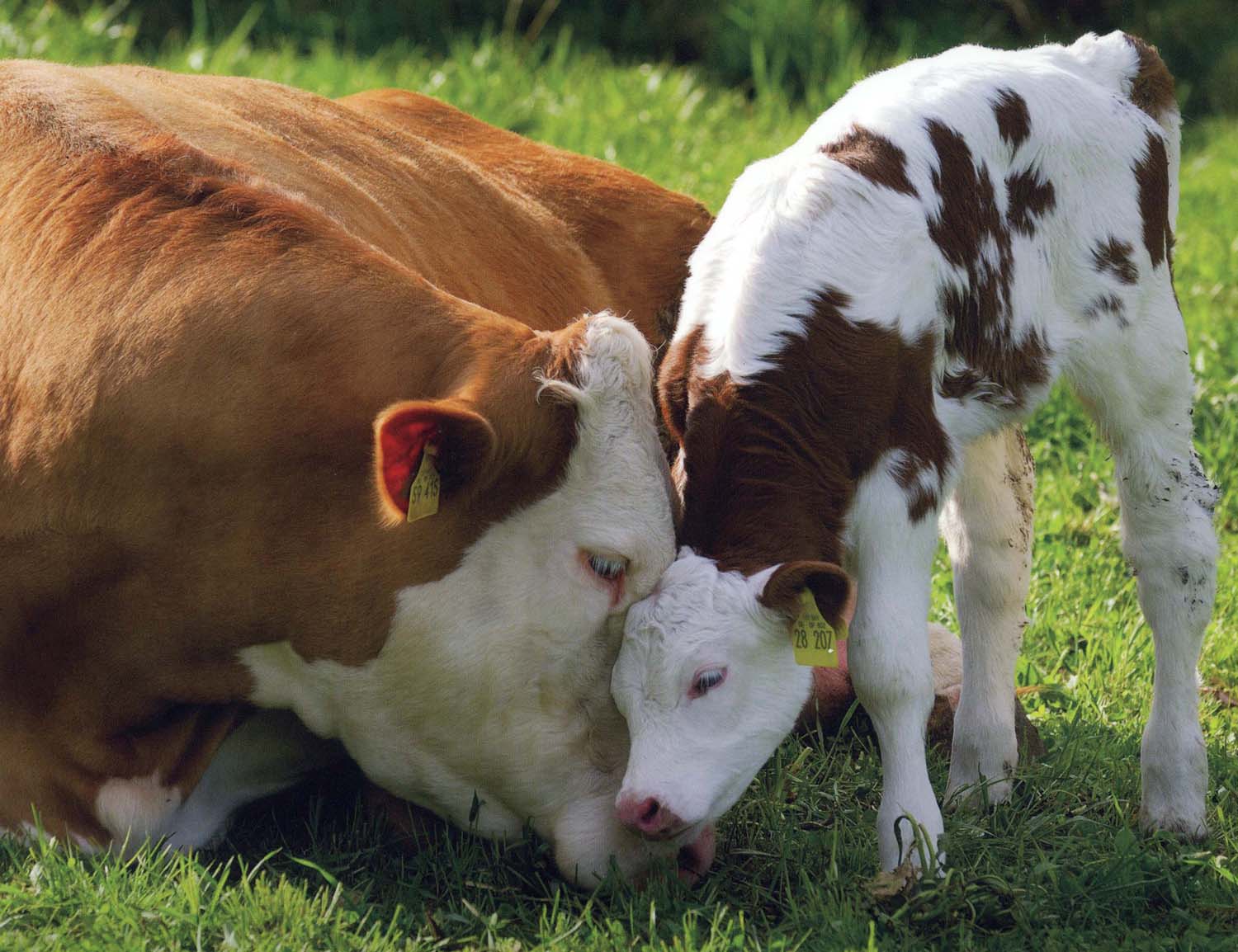 loving-mother-cow-and-calf1.jpg (1500×1154)